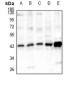 Anti-Cyclophilin D Antibody